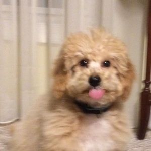 Meet your Posher, Lily